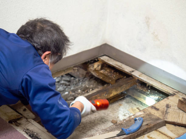 Best Commercial Mold Remediation in Lincoln Beach, OR