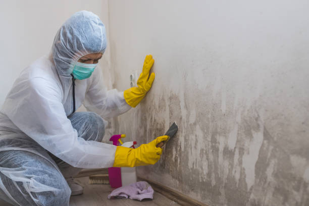 Best Basement Mold Remediation in Lincoln Beach, OR