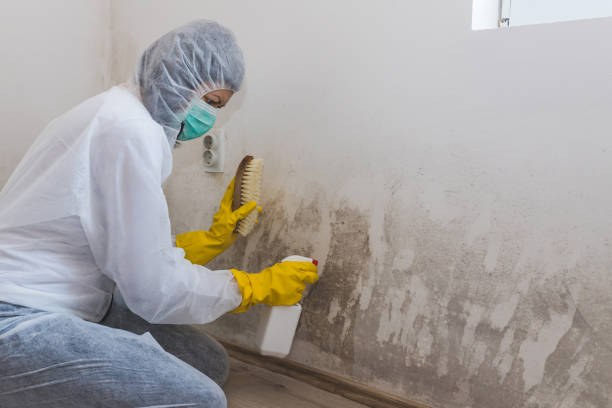 Professional Mold Remediation in Lincoln Beach, OR