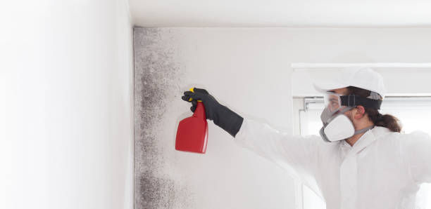 Best Residential Mold Remediation in Lincoln Beach, OR