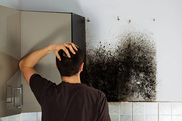 Best Black Mold Remediation in Lincoln Beach, OR